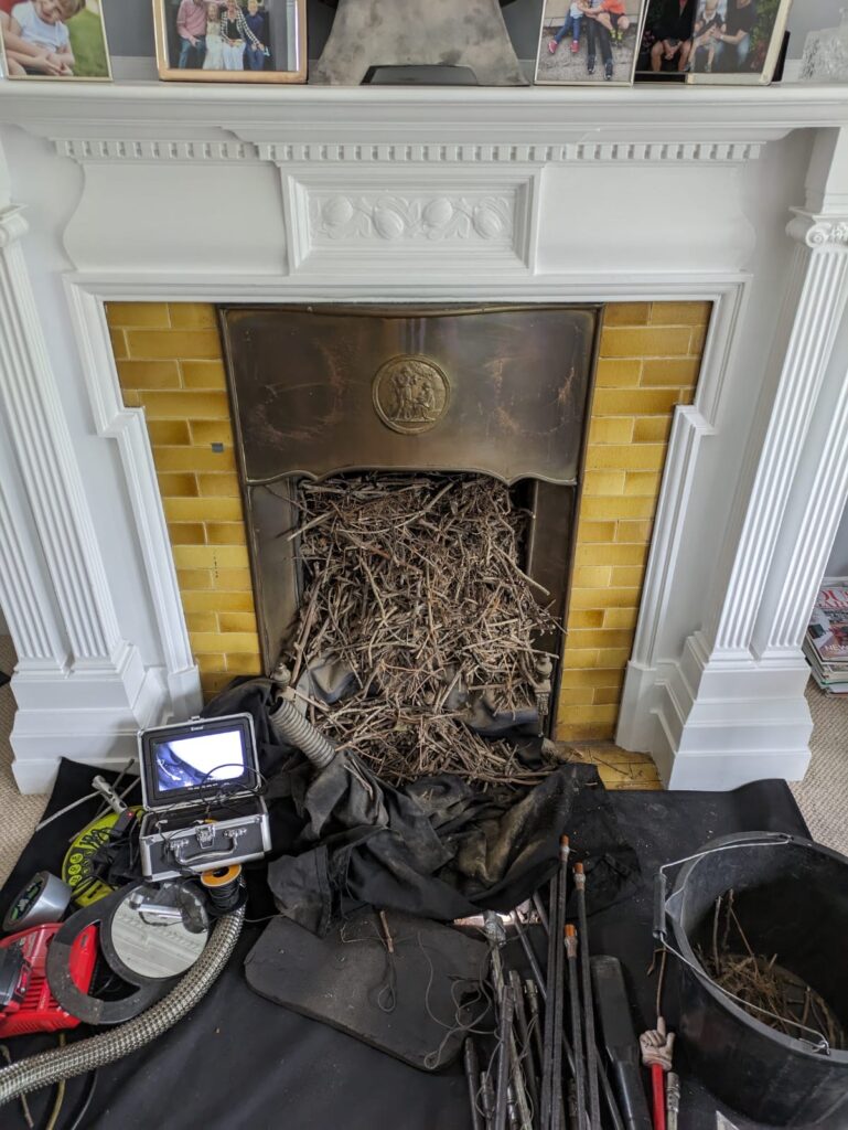 birds nest removal harpenden St Albans