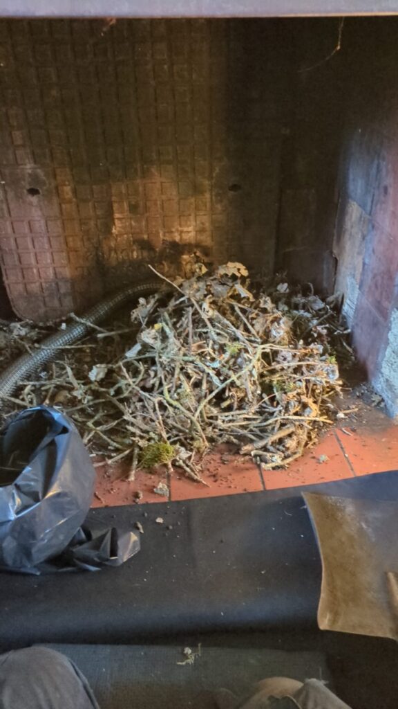 bird nest in chimney