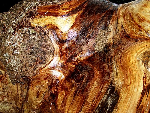 Wet Wood Up Close