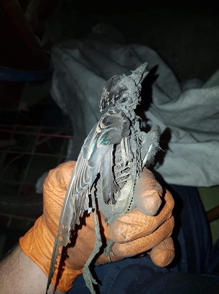 dead bird in chimney