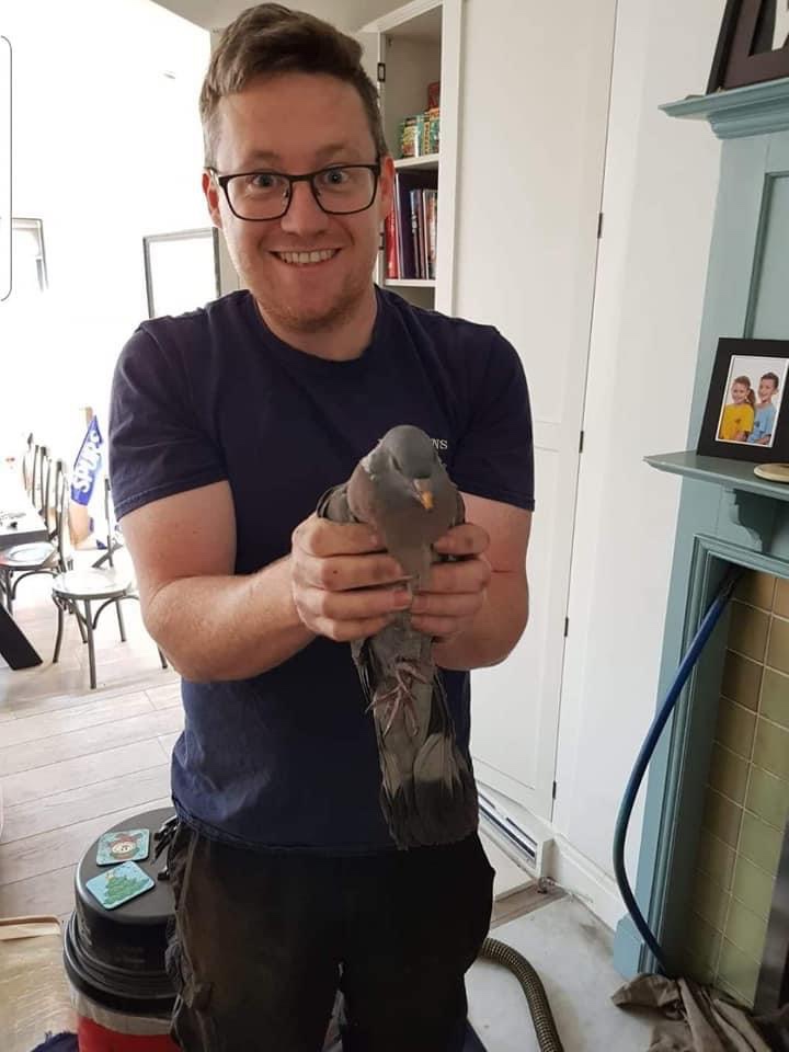 chimney bird removal